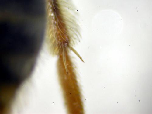 Réf. 199 389 : Andrena chrysosceles